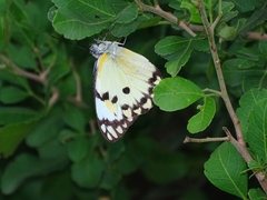 Belenois calypso calypso