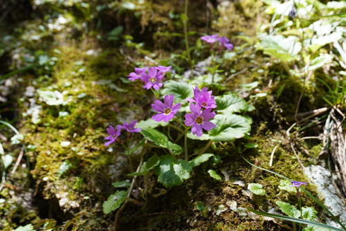 Primula tosaensis iNat (2)
