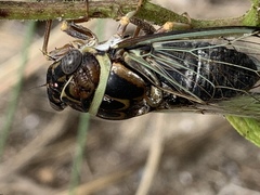 Diceroprocta viridifascia