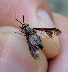 Chrysops macquarti