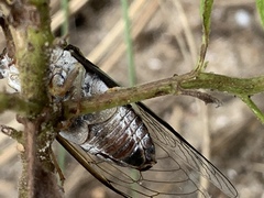 Diceroprocta viridifascia