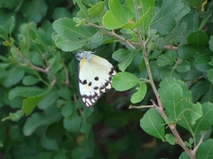 Belenois calypso calypso