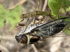 Diceroprocta viridifascia