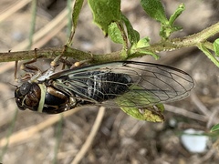 Diceroprocta viridifascia