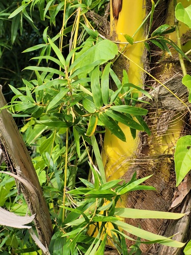 Foto de Bambu-chinês