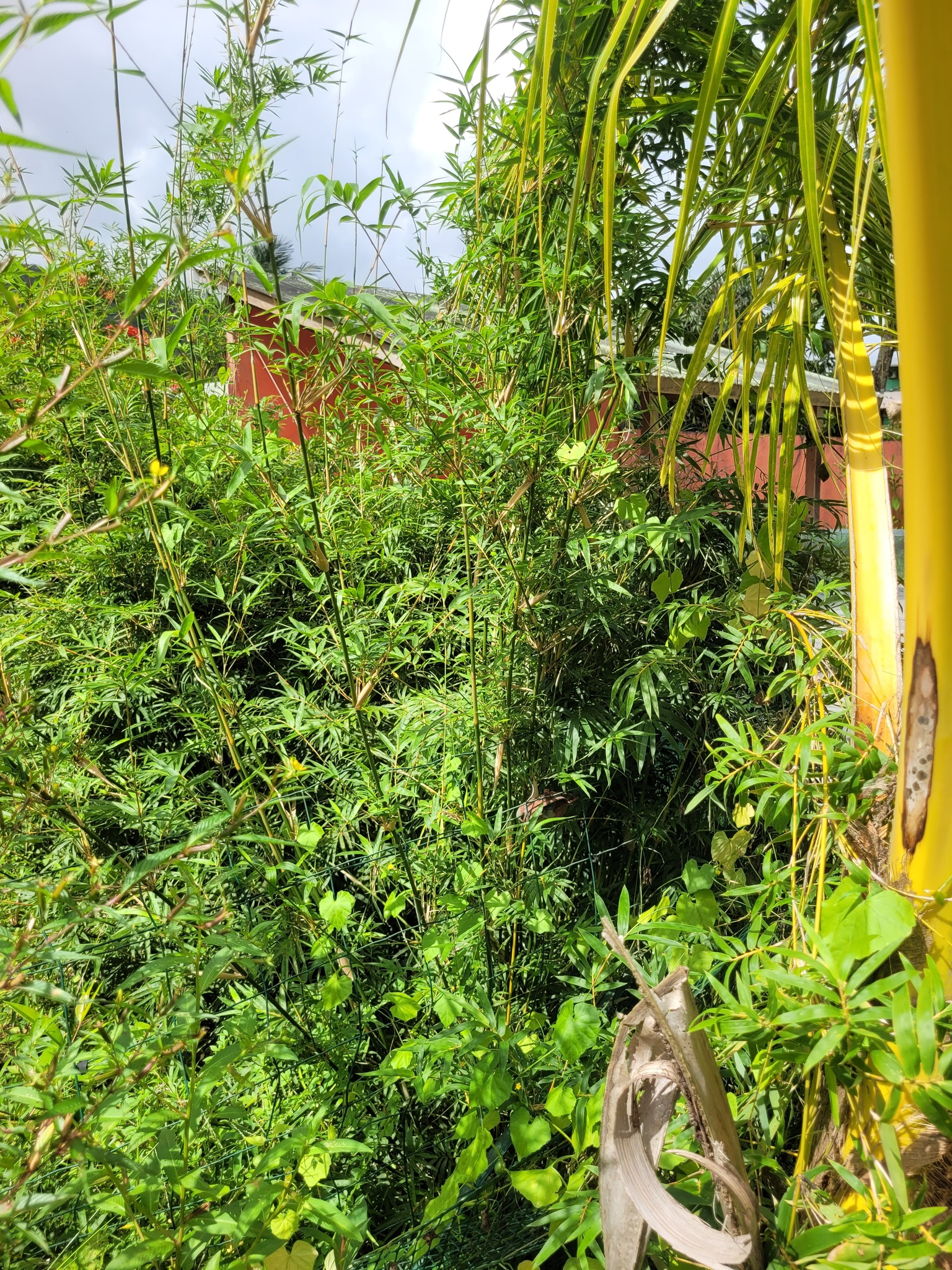 Imagem de Bambu-chinês