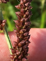 Echinochloa frumentacea