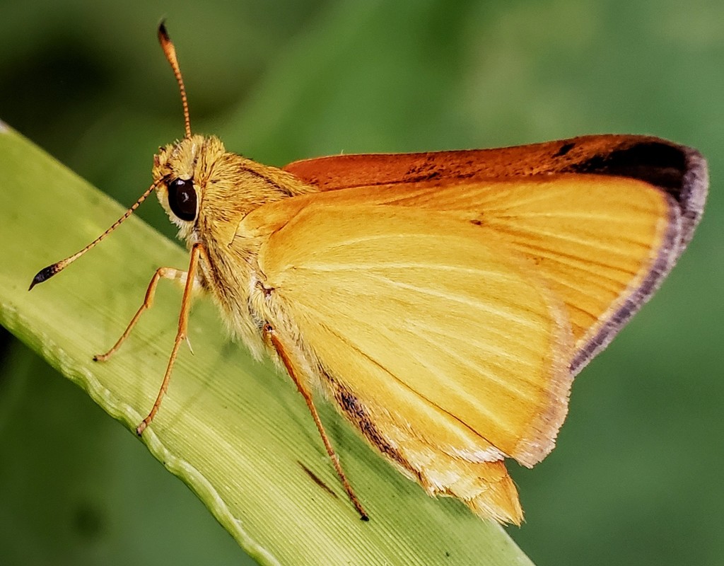 Rare Skipper