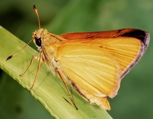 Rare Skipper