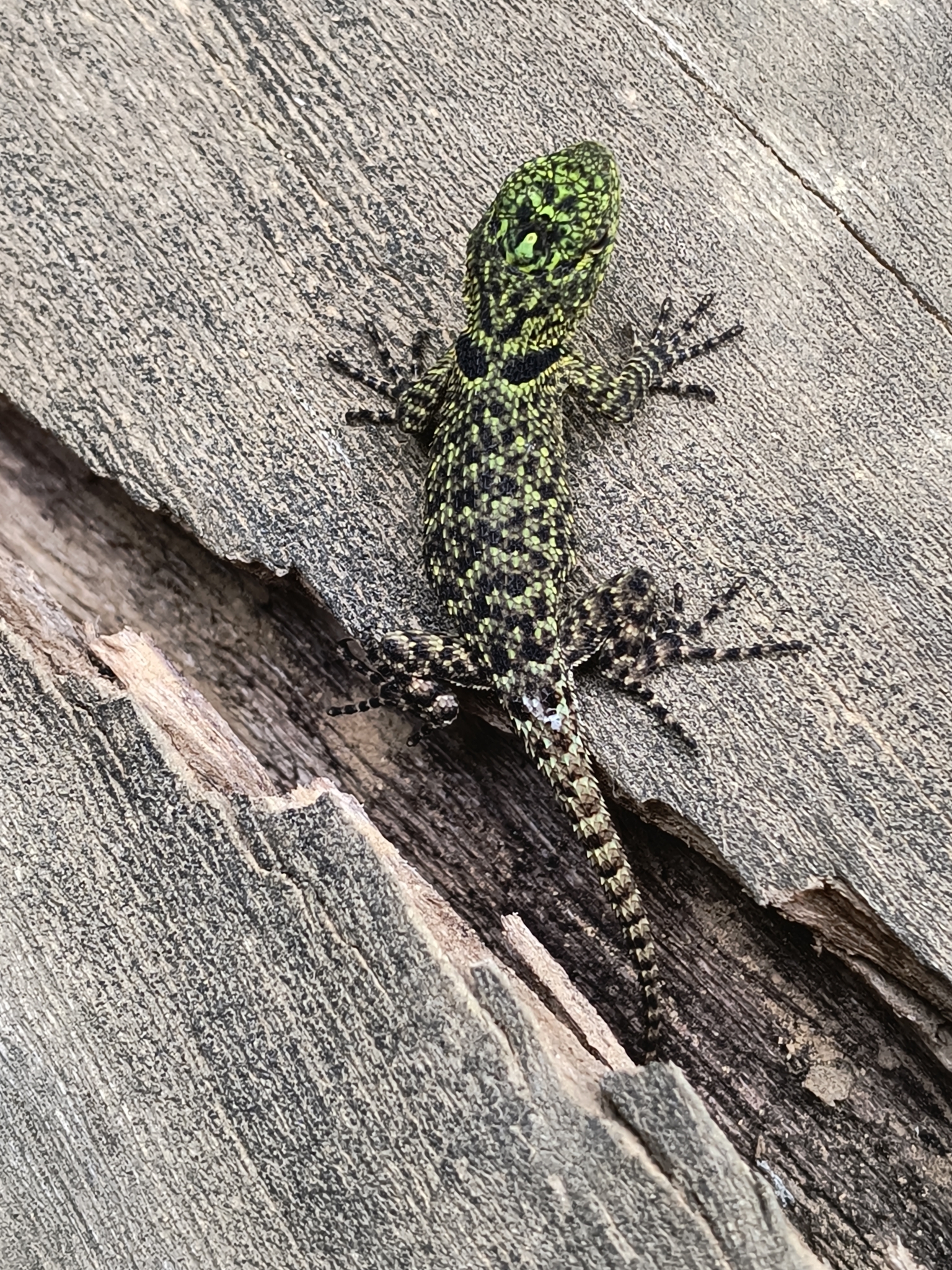 Salvin's Spiny Lizard photo 6