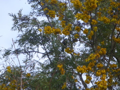 Prosthemadera novaeseelandiae novaeseelandiae