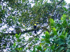 Ramphastos brevis