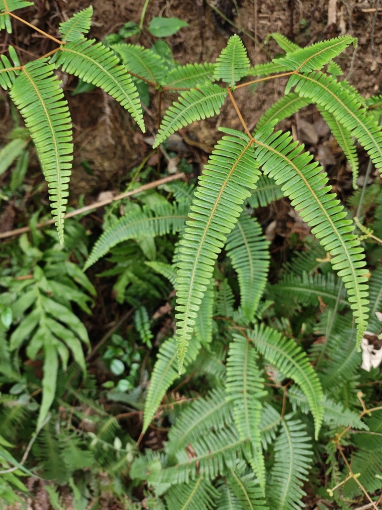Dichotomy Forked Fern