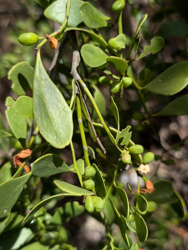 Image of Maytenus phyllanthoides by (c) Scott Allen Davis, some rights reserved (CC BY)