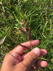 Echinochloa frumentacea