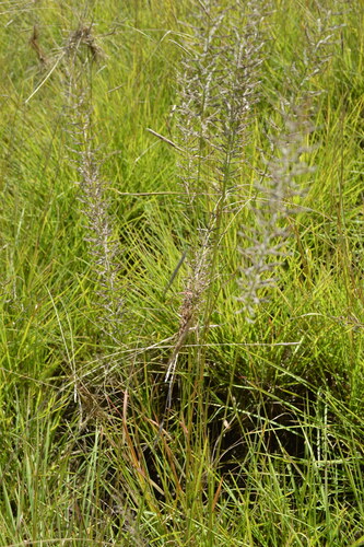Image of Pogonarthria squarrosa by (c) Hildegard Klein, some rights reserved (CC BY)