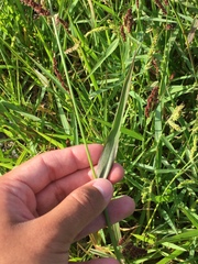 Echinochloa frumentacea