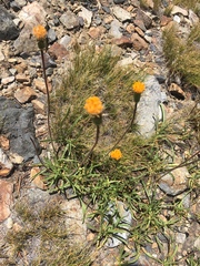 Raillardella scaposa