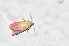Cochylis rosaria