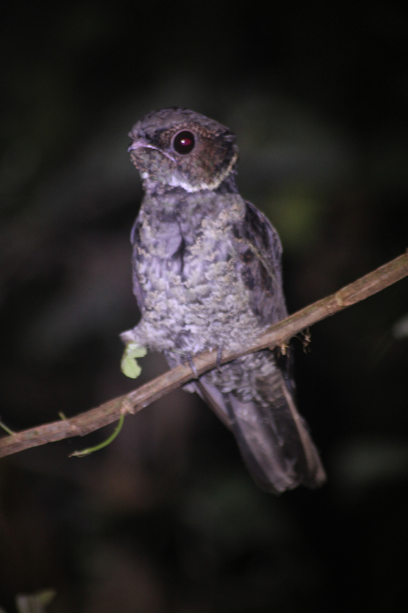Malaysian Eared Nightjar (Lyncornis temminckii), photo 1