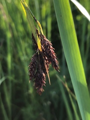 Carex atratiformis