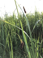 Carex atratiformis