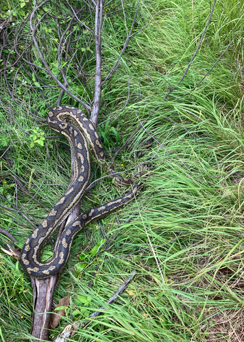 Coastal Carpet Python sighting
