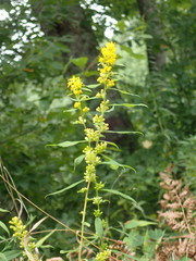 Solidago roanensis