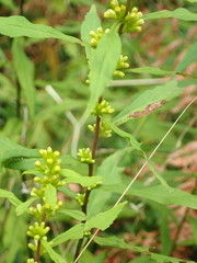 Solidago roanensis