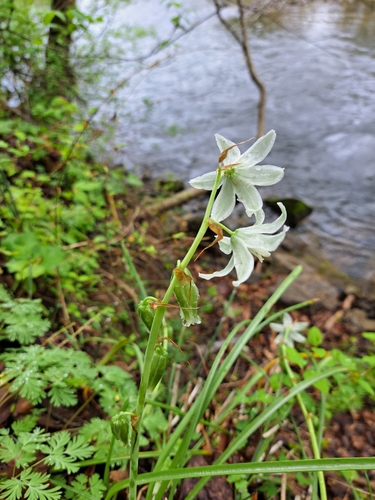 Image of Ornithogalum nutans by (c) Bob Schwartz, some rights reserved (CC BY)