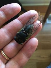 Neotibicen tibicen