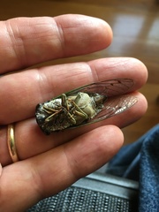 Neotibicen tibicen