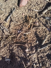 Bothriurus burmeisteri
