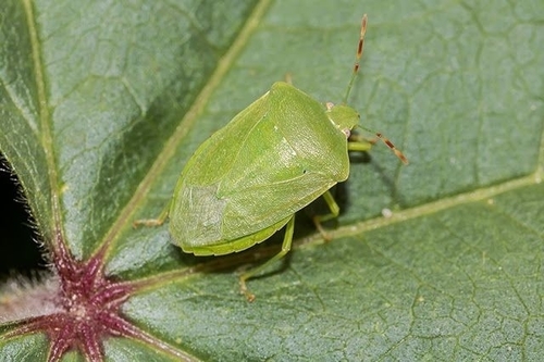 Southern Green Stink Bug