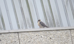 Falco peregrinus