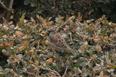 Passer domesticus