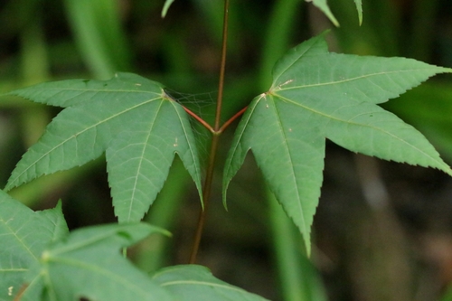 Image of Acer tutcheri by no rights reserved