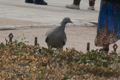 Columba palumbus