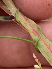 Ipomoea sagittata