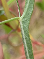 Ipomoea sagittata