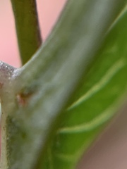 Ipomoea sagittata