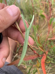 Ipomoea sagittata