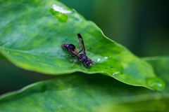 Ropalidia sumatrae
