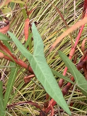 Ipomoea sagittata