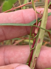 Ipomoea sagittata