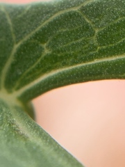 Ipomoea sagittata
