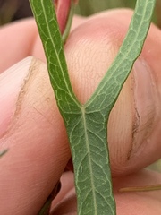 Ipomoea sagittata