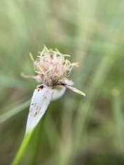 Rhynchospora colorata