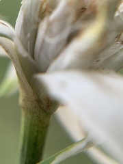 Rhynchospora colorata