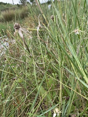 Rhynchospora colorata